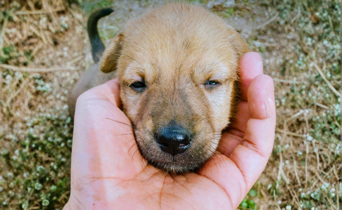 A human hand gently holds the head of a small, light-brown stray puppy, symbolizing humane care, rescue, and compassion for animal welfare.