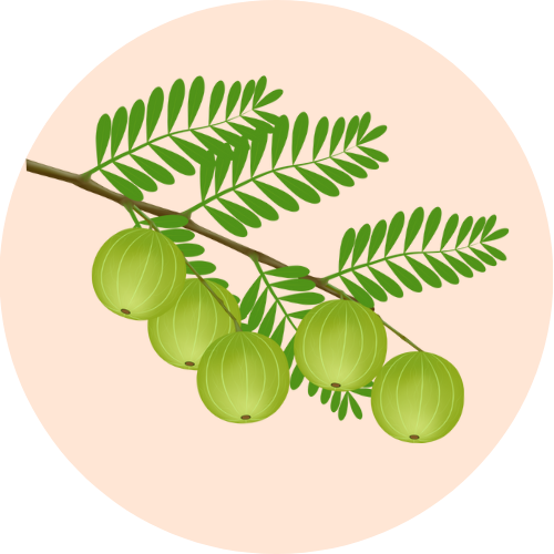 An artistic illustration of Amla, a key ingredient in the herbal ayurvedic ark Elixir of Youth by BestIndian.