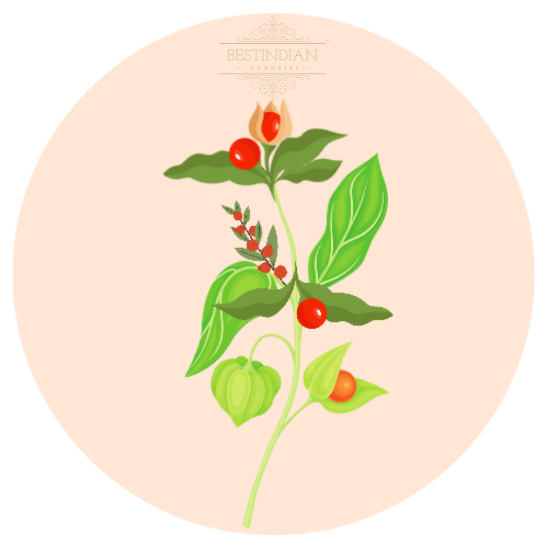 A watercolor botanical illustration of Ashwagandha, featuring the BestIndian™ brand mark, used to highlight natural ingredients in luxury skincare.