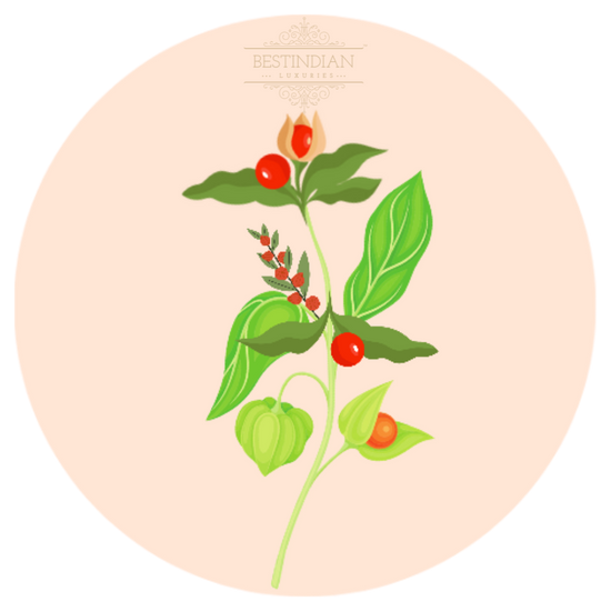 A watercolor botanical illustration of Ashwagandha, featuring the BestIndian™ brand mark, used to highlight natural ingredients in luxury skincare.