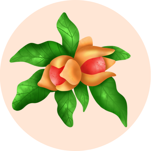 An artistic illustration of Ashwagandha, a key ingredient in the herbal ayurvedic ark Elixir of Youth by BestIndian.