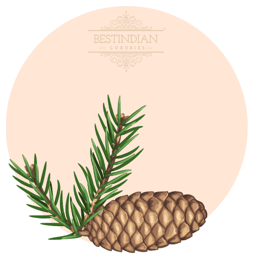 A botanical illustration of Cedarwood, a hero ingredient in the lord spicy woody perfume attar by BestIndian™ perfumes.