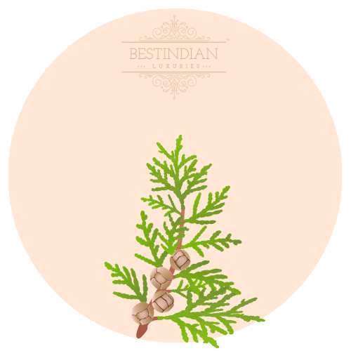 A botanical illustration of Cypress leaf, a hero ingredient in the BestIndian™ perfumes, cosmetics, beauty care and hair care products