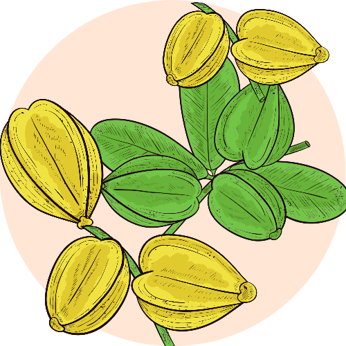 A botanical illustration of Arjuna, one of the chief ingredients of Elixir of Youth sunscreen gel from BestIndian. paraben free, certified organic.