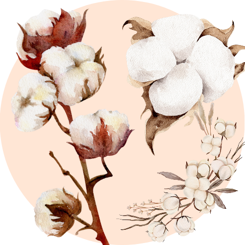 A botanical illustration of Cotton seed, one of the chief ingredients of Elixir of Youth anti-aging sunscreen gel from BestIndian Luxuries.