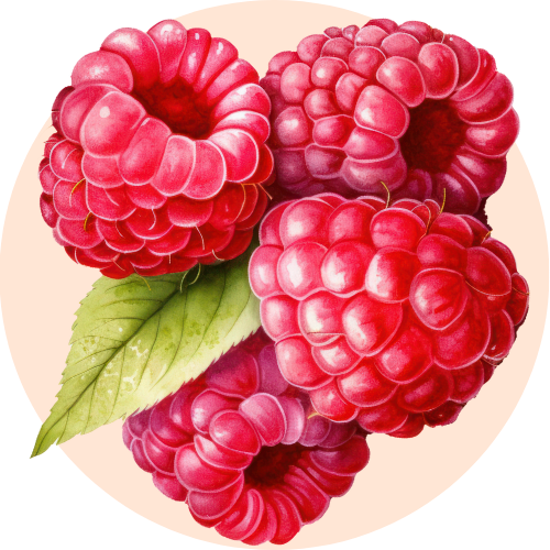 An illustration of Red raspberry, one of the main ingredients of Elixir of Youth anti aging Sunscreen Gel from BestIndian beauty Care Luxuries. 