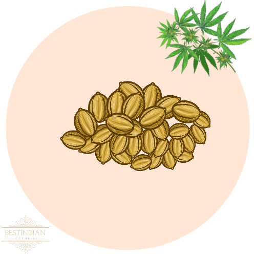 A botanical illustration of hempseed, a hero ingredient of Elixir of Youth Facial Serum the best Indian face serum.
