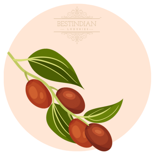 A botanical illustration of Jojoba, a key ingredient in the Moviestar™ Cream by BestIndian