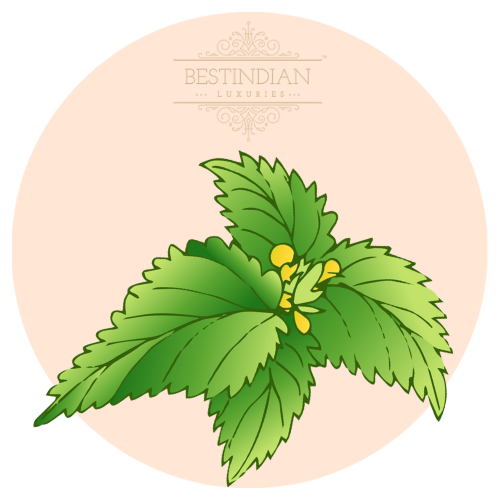 A botanical illustration of Nettle, a hero ingredient in the BestIndian beauty and hair care products