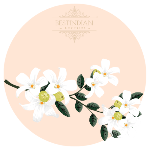 A botanical illustration of Night Flowering Jasmine, a hero ingredient in the BestIndian beauty care products