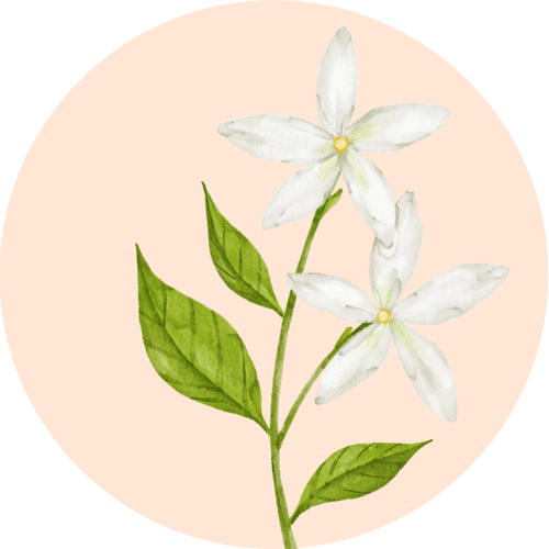 A botanical illustration of Night flowering Jasmine or Raat ki rani, a key ingredient in the BestIndian beauty care products