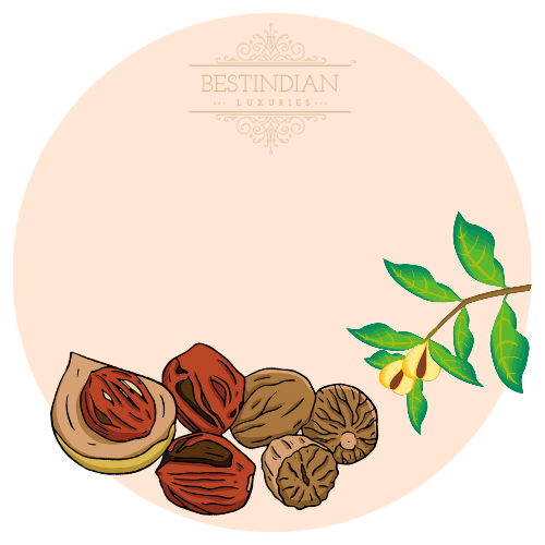 An illustration of Nutmeg, a hero ingredient in the Maam attar by BestIndian™ perfumes
