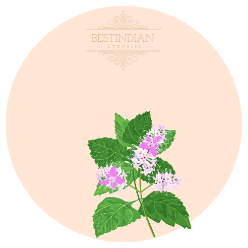 An illustration of Patchouli, a hero ingredient in the BestIndian™ perfumes, cosmetics, beauty care and hair care products