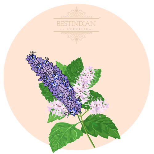 A botanical illustration of Patchouli, a hero ingredient in the BestIndian™ perfumes, cosmetics, beauty care and hair care products