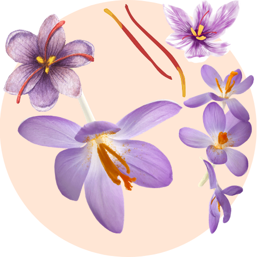 A botanical illustration of rosemary, a hero ingredient in the BestIndian™ perfumes, cosmetics, beauty care and hair care products