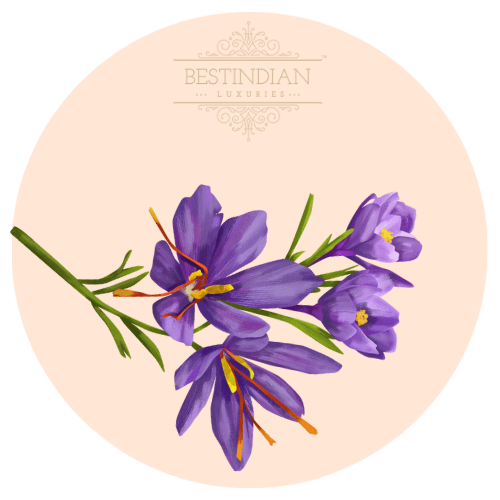 A botanical illustration of saffron, a key ingredient in the range of products by BestIndian