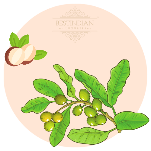 A botanical illustration of Shea, a hero ingredient in the BestIndian beauty care products