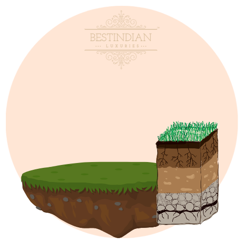 A botanical illustration of soil cake, a hero ingredient in the King petrichor attar by BestIndian™ perfumes.