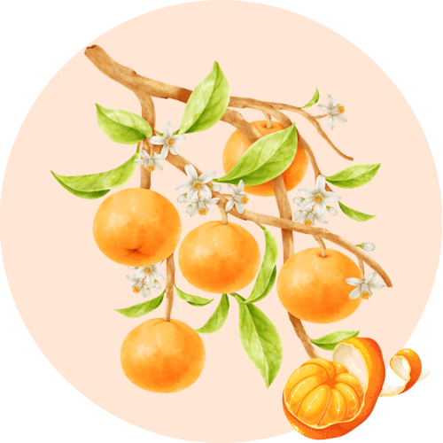 A botanical illustration of Tangerine, a hero ingredient in the BestIndian beauty care products