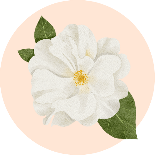 A botanical illustration of Tea, a hero ingredient in the BestIndian beauty care products