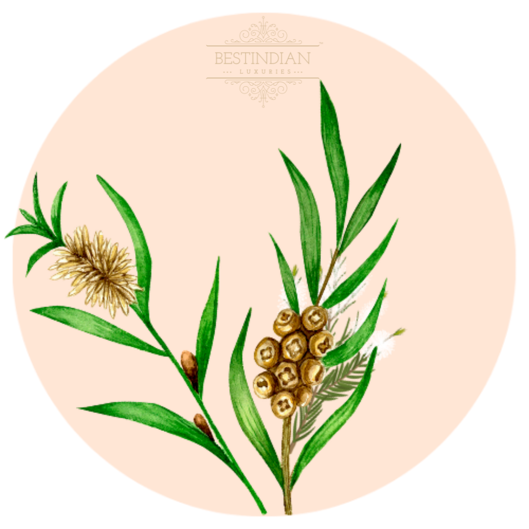 A botanical illustration of Teatree, a hero ingredient in the BestIndian beauty care products