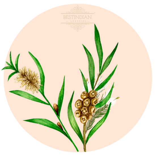 A botanical illustration of Teatree, a hero ingredient in the BestIndian beauty care products