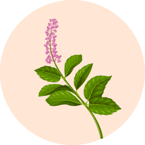 An artistic illustration of Tulsi, a key ingredient in the herbal ayurvedic ark Elixir of Youth by BestIndian.