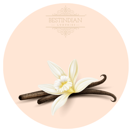 A botanical illustration of Vanilla, a hero ingredient in the BestIndian™ attar, perfumes, cosmetics, skin care and hair care products