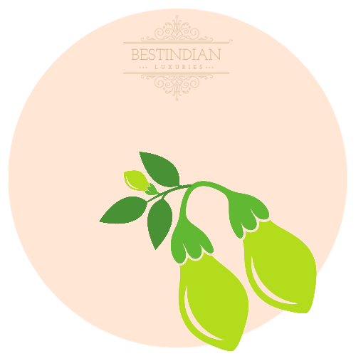 A botanical illustration of agar wood, a hero ingredient in the BestIndian™ perfumes, cosmetics, beauty care and hair care products