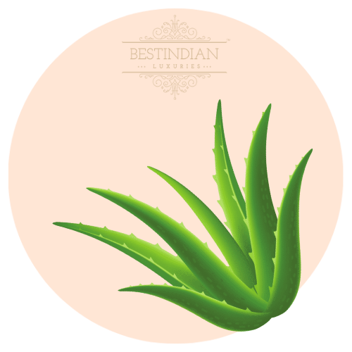A botanical illustration of Aloe Vera, a hero ingredient in the BestIndian beauty and hair care products