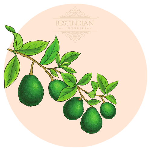 A botanical illustration of avocado, a hero ingredient in the BestIndian beauty care products