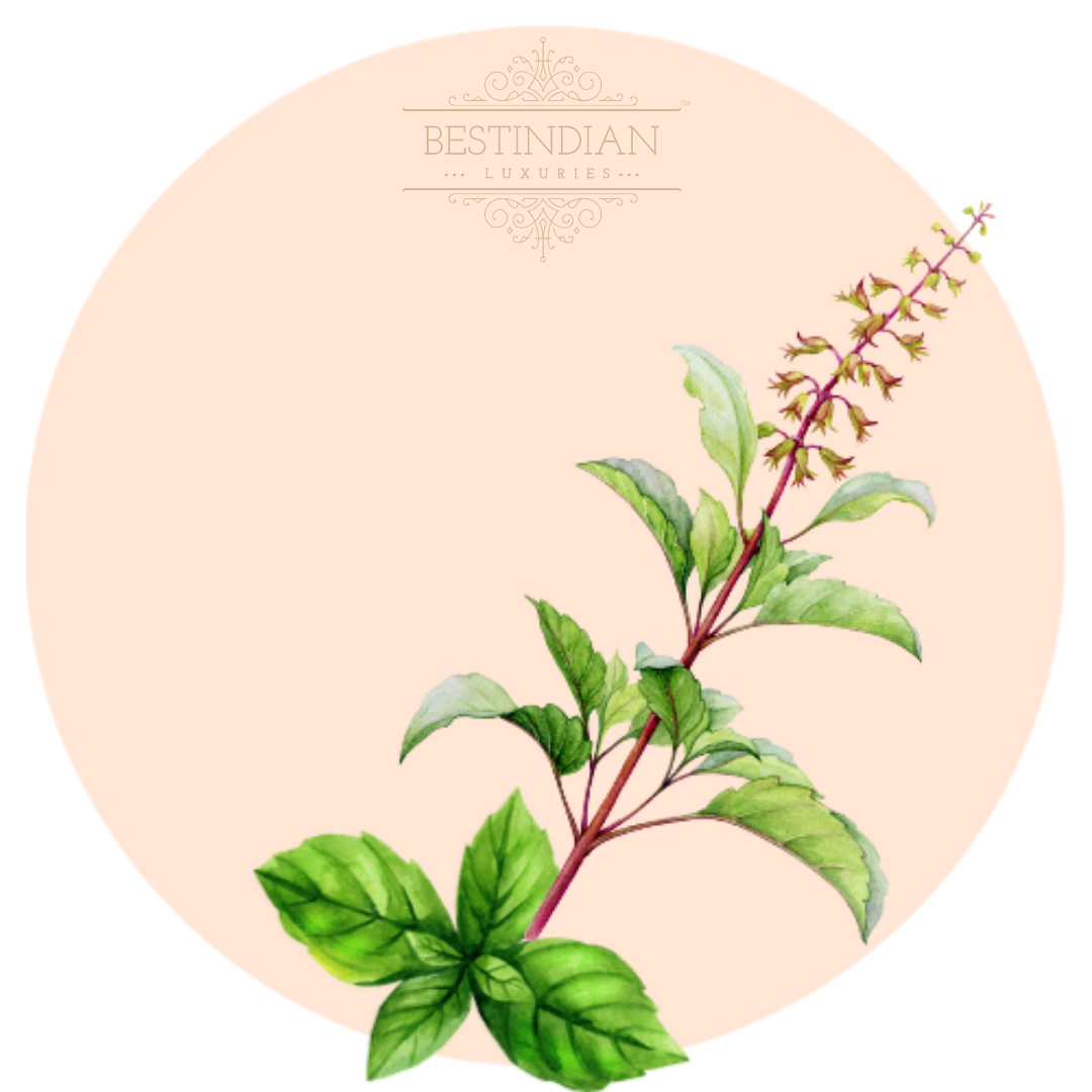 A botanical illustration of Tea, a hero ingredient in the BestIndian beauty care products