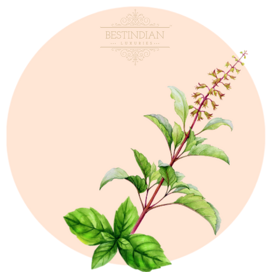 A botanical illustration of Tea, a hero ingredient in the BestIndian beauty care products