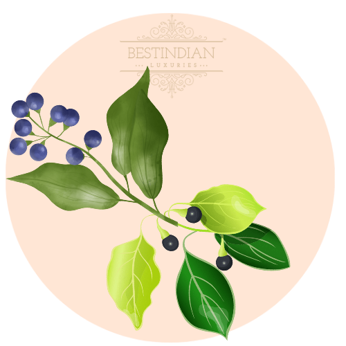 A botanical illustration of camphor, a hero ingredient in the BestIndian beauty care products