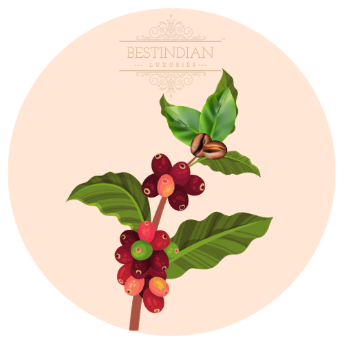 An illustration of robusta coffee berries used in Moviestar™ Eye Contour Cream by BestIndian, providing antioxidant support to reduce dark circles and puffy eyes naturally.