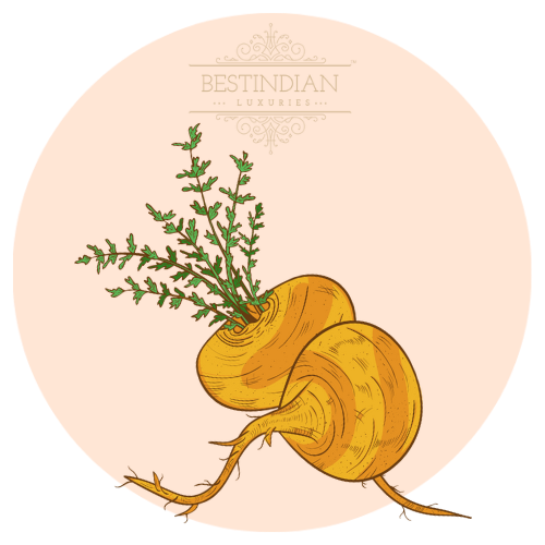 A botanical illustration of maca, a hero ingredient in the LovePotion ark by BestIndian.