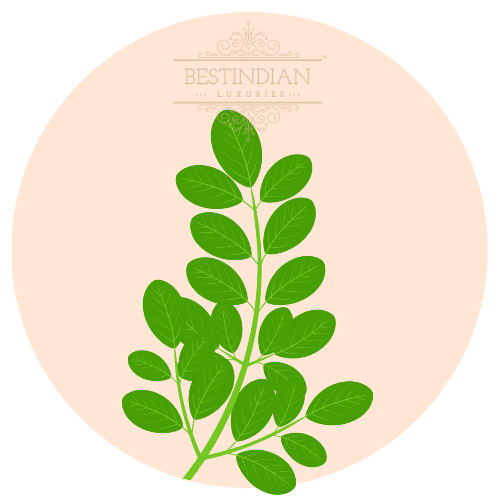 A botanical illustration of moringa leaves, a key ingredient in the Moviestar™ Eye Contour Cream by BestIndian, prized for its anti-aging, moisturizing, and firming effects on delicate under eye skin.
