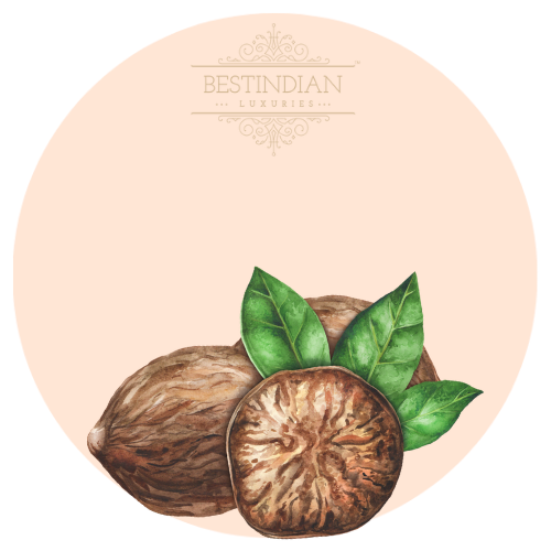 A botanical illustration of nutmeg, a hero ingredient in the BestIndian™ perfumes, cosmetics, skin care and hair care products