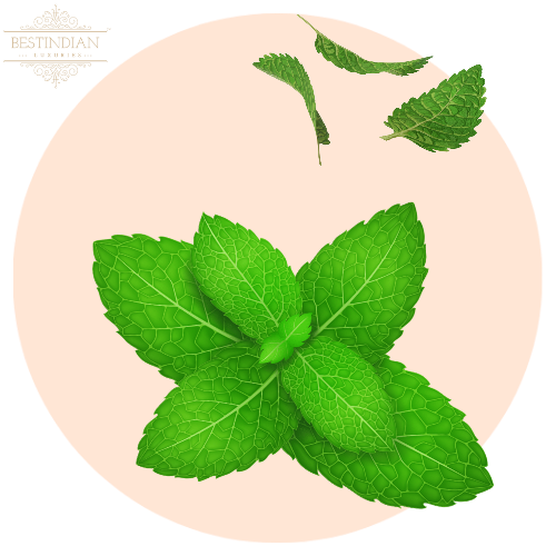 An artistic illustration of peppermint, a key ingredient in the herbal ayurvedic ark GlowPotion by BestIndian