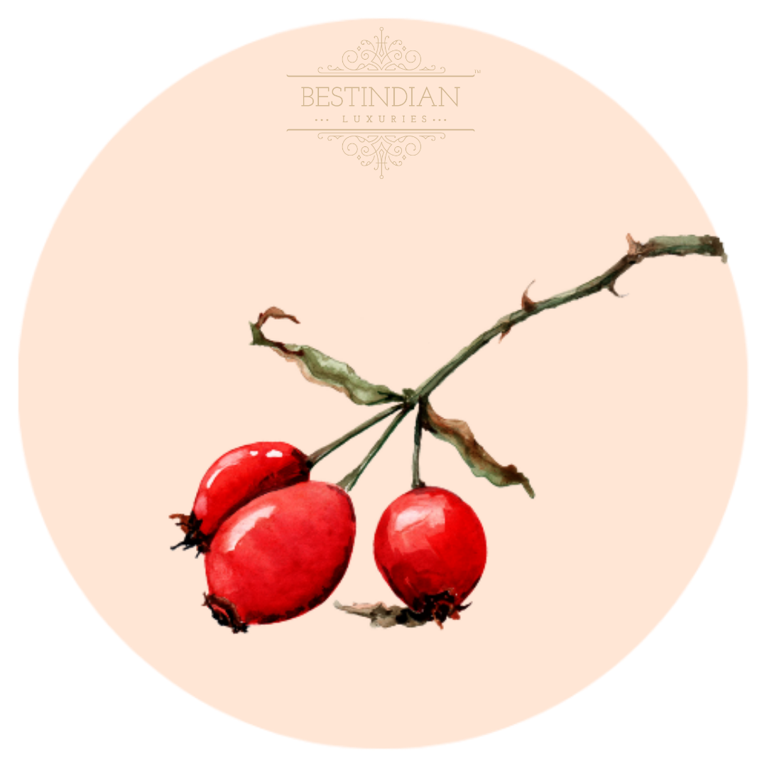 A botanical illustration of rosehip, a key ingredient in the in the BestIndian beauty care products