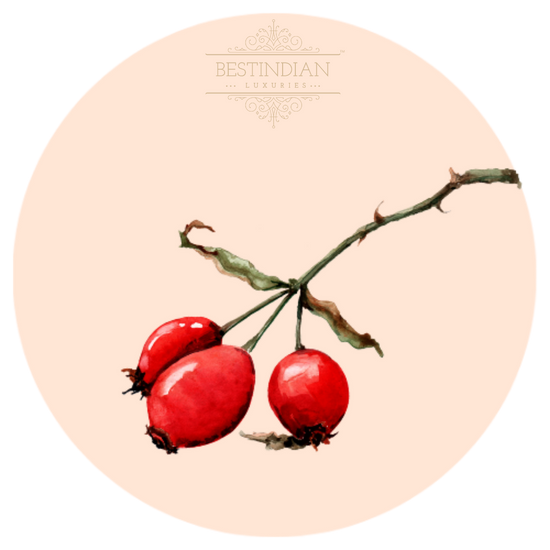 A botanical illustration of rosehip, a key ingredient in the Moviestar™ Creme de la Creme Night Cream by BestIndian, prized for its anti-aging, moisturizing, and firming effects on the facial skin. 
