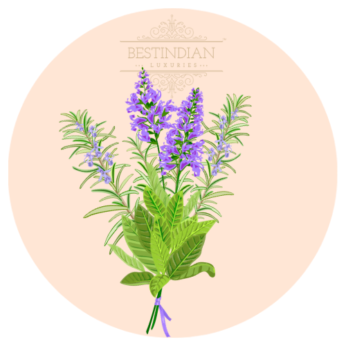 A botanical illustration of rosemary, a hero ingredient in the BestIndian beauty and hair care products